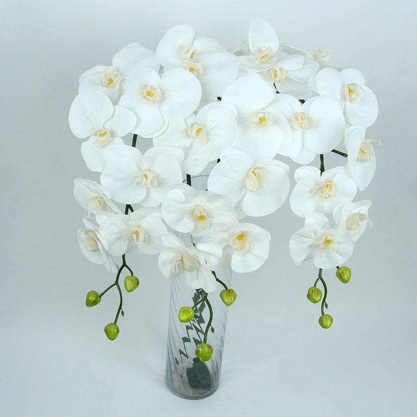 胶片蝴蝶兰 主图8.jpg