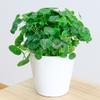Hierba de dinero de cobre Planta verde Tierra en maceta Cultivo Hidropónico Planta fácil de vivir Jardinería de interior Flor Hierba de dinero de cobre Planta en maceta
