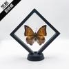 Espécimen de mariposa verdadera ha extendido sus alas enseñanza de insectos transparente película de PE caja de suspensión decoración decoración fotográfica regalo