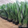 Orquídea de Uma Folha Planta em Vaso Sala de Estar Interna Folhagem de Folhas Grandes Planta Verde Perene de Quatro Estações Resistente ao Frio e à Sombra Planta com Flor