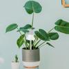 Planta de vidro de bola de rega de vidro soprado à mão feito de dispositivo de rega de bola de rega automática decoração de interiores