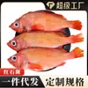 Pargo Vermelho Fresco Congelado Super Grande Pesca Marítima Fresco Congelado Peixe Olho-de-boi Peixe Inteiro Peixe de Luxo Atacado Dropshipping