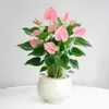 Planta en Maceta de Anturio con Flores, Planta de Interior para Escritorio de Oficina, Planta Verde para Sala de Estar, Purifica el Aire, Bonsái Fácil de Mantener