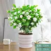 Mudas de jasmim em vasos com flores duplas, aroma forte para varanda interna com botões, plantas com flores fáceis de cultivar que florescem em todas as estações