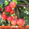 Uma peça de mudas de cerejeira Dropshipping, cerejeiras extragrandes plantadas no norte e no sul, dando frutos no mesmo ano, enxerto em vasos e nanismo