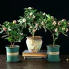 Planta em Vaso Daphne de Phnom Penh, Tipo com Cheiro Forte e Botões, Planta de Flor para Sala de Estar Antiga em Interior, Flor Resistente ao Frio que Floresce em Todas as Estações