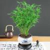 Bambú de arroz, Bambú cola de fénix, Cultivo hidropónico en suelo, Bambú ornamental en maceta, Bambú de patio, Balcón interior y exterior, Bambú de arroz, Siempre verde todo el año