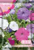 Semillas de Petunia Jardinería Casera Florales Ornamentales Balcón Cuatro Estaciones Maceta Florales Ornamentales Semillas de Flor Trompeta