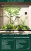 Escenario de Exhibición de Ventana Pieris Japonica Simulada Planta Interior de Gama Alta Arce Japonés Biomorfo Planta Verde Decoración Árbol Artificial Grande Paisaje