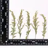 Flores Secas en Relieve, Especímenes Botánicos en Relieve para Enseñanza, Marcadores de Libros Hechos a Mano para DIY, Pegar Flores Secas, Fundas para Teléfonos Móviles, Aromaterapia con Pegamento