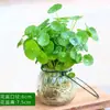 Planta Hidropónica de Centella Asiática, Planta en Maceta de Tocón Viejo, Centella Asiática Hidropónica de Hoja Grande para Interiores y Exteriores, Plantas Verdes Fáciles de Cultivar