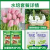 Tulipanes Hidropónicos al por Mayor 5 Grados Bulbos Grandes Resistentes al Frío para Invierno Interior/Exterior Fáciles de Cultivar para Principiantes Flores en Maceta Plantas