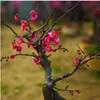 Plántulas de Flor de Ciruelo de Cuatro Estaciones, Floración Cíclica, Plántulas de Ciruelo Rojo, Flores de Ciruelo, Plántulas de Wintersweet, Plantas, Florales de Maceta para Jardín