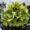 Plantas Floríferas Anuais de Interior, Plantas Perenes, Mudas de Flor Borboleta, Clívia, Plantas de Clívia em Vasos, Mudas Grandes