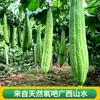 Cepillo para Lavar Platos de Lufa Natural, Herramienta de Limpieza de Cocina Antiadherente para Grasa, Tienda Departamental Transfronteriza de Lufa, Estropajo de Pulpa de Lufa