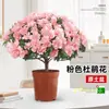 Planta de Azaleia em Vaso com Botões de Flor, Árvore Grande Madura, Adequada para Varanda Interna, Planta Florífera Valiosa