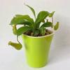 Atrapamoscas en maceta para uso en interiores en verano y otoño, Repelente de mosquitos, Atrapa moscas, Planta insectívora, Plántula grande, Planta verde, Insectívora