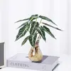 Plantas Hidropónicas de Hada Pequeña Son Plantas en Maceta de Interior Fáciles de Cultivar, Flores Tolerantes a la Sombra para Escritorio de Oficina, Plantas Verdes Mini Cultivadas en Agua