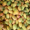 Manga Xiaotainong de Hainan 5kg Manga Xiaotainong Colhida na Hora Fruta Tropical da Estação Especialidade Manga Frete Grátis