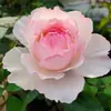 Venta al por mayor de plántulas de rosa Perjuke, Rosas en flor, Flores en maceta, Plantas trepadoras, Plántulas de flores grandes, Plantas verdes