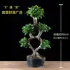 Mudas de Bonsai de Tronco de Árvore Perene de Quatro Estações Plantas de Interior Ginseng Banyan Ficus de Folha Pequena Árvore em Vaso Novo Trigo Artificial Resistente ao Frio Taibo