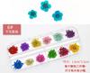 Decoraciones de joyería con flores secas para uñas Margarita Crisantemo de aguja Hojas Cielo Estrellado 24 flores reales 12 colores Flor seca para uñas