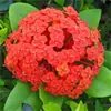 Semillas de Hortensia, Semillas de Flor Endless Summer, Plantas Perennes Resistentes al Frío y al Calor para Macetas de Patio y Balcón para Sembrar en Todas las Estaciones