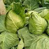 Semillas Premium de Col Corazón de Buey: Semillas de Col Rizada de Jardín para Todas las Estaciones, Colección de Semillas de Repollo de Cabeza Grande, Col Rizada Corazón de Vaca