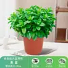 Plantas de Hortelã em Vasos Grandes para Dropshipping, Plantas Verdes Comestíveis para Interior e Mesa, Mudas Grandes, Folhas de Erva-do-Gato Repelentes de Mosquitos, Alecrim