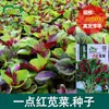 Sementes de Amaranto Vermelho Pequeno Horta de Fazenda Vasos Folhas Verdes Coração Vermelho Crescimento Forte Flor Sementes de Legumes Amaranto Vermelho
