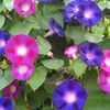180 Variedades de Sementes de Flores Não Repetitivas, Fáceis de Cultivar em Todas as Estações, Podem Afastar Mosquitos, Adequadas para Varandas Internas e Externas, Distribuição Transfronteiriça