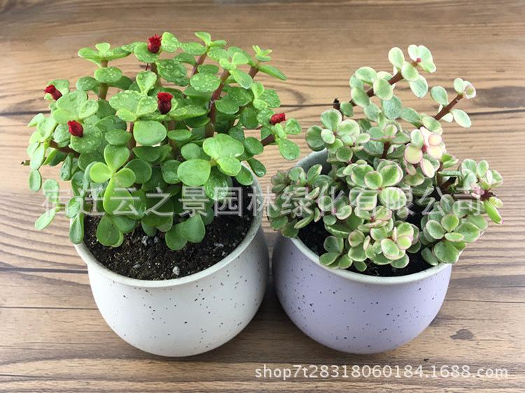 闆呬箰涔嬭垶璇︾粏10