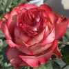 Mudas de Rosa Vermelha de Flores Grandes para Varanda Interna, Flores de Vasos para Quatro Estações, Plantas e Folhagens