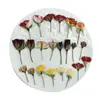 Especímenes de Flor de Rosa con Tallos, Flores Secas, Flores Prensadas, Pegatinas para Fundas de Teléfono de Resina, Marcos de Fotos, Marcadores de Libros, Kits de Materiales para Manualidades
