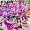 Pintura a Óleo Lírio-Aranha de Casamento em Vaso, Planta de Folhagem Super Fácil de Cuidar, Lírio-Aranha de Folha Roxa, Verde para Escritório, Flor de Interior, Resistente ao Frio