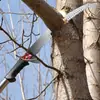 Sierra de podar de rama alta transfronteriza, sierra de aluminio con seguro para podar ramas altas, máquina podadora de ramas altas, podador de ramas de alta altitud con mango largo