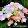 Semillas de Flores de Tocón Viejo de Hortensia, Flor de los Ocho Inmortales, Verano Infinito, Florece en Todas las Estaciones, Plantas en Maceta para Balcón y Jardín, Resistente al Invierno
