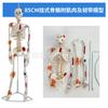 Modelo de Esqueleto Humano Estándar Médico Modelo de Enseñanza de Esqueleto 85cm Modelo de Articulaciones de Esqueleto Modelo de Huesos