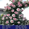 Plántulas de rosa, rosal trepador, árbol con floración extra grande, planta trepadora, flor trepadora para pared de balcón, rosal en maceta, florece todo el año