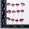Rosa apuesta lateral flor real apuesta flor relieve enseñanza infantil material de espécimen vegetal gota pegamento flor seca funda para teléfono móvil diy
