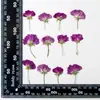 Rosa apuesta lateral flor real apuesta flor relieve enseñanza infantil material de espécimen vegetal gota pegamento flor seca funda para teléfono móvil diy
