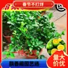 Dropshipping: pequeño árbol de lima, pequeño árbol de kumquat, pequeño árbol de limón naranja verde de Hainan, árbol frutal en maceta para balcón, plántulas frutales