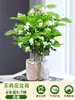 Planta de Jasmim em Vaso para Uso Interno, Repele Mosquitos, Elimina Odores, Sempre Verde para Todas as Estações, Fresca e Fragrante, Planta com Flores Atraentes para Mesa de Casa