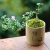 Bonsái de nieve de junio tigen de borde dorado acantilado miniatura floración árbol pequeño en maceta modelado de pila escritorio de oficina interior