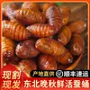 Envío gratis de SF Express: Crisálidas de gusano de seda tussah especialidad del noreste, crisálidas grandes de gusano de seda negras y amarillas frescas vivas, crisálidas grandes del noreste, crisálidas de cigarra 500g