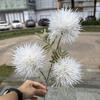 Nova bola de lã verde flor de simulação de casamento comércio exterior 3 bolas de cabelo branco casamento segurando na mão fundo casa flores artificiais atacado