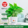 Rábano Verde en Maceta Elimina Formaldehído, Purifica el Aire, Florales y Plantas Verdes para Oficina en Interiores, Absorbe Formaldehído en Casa, y Es Fácil de Mantener en la Sala de Estar