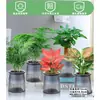 Rábano Verde Árbol de la Fortuna Espárrago Bambú Flor de Incienso de Nueve Millas Planta en Maceta Interior Menta Bambú Rico Planta Hidropónica Fácil de Alimentar