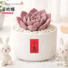Plantas Suculentas de Interior, Cactos Pequenos em Vasos, Flores, Plantas Verdes, Escritório, Jardim de Infância, Mesa, Suculentas Tipo Cacto