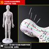 Modelo de cuerpo humano de hombre y mujer con meridianos súper claros de 50 cm, modelo de meridiano de cuerpo humano, modelo de punto de acupuntura de bronce de medicina china